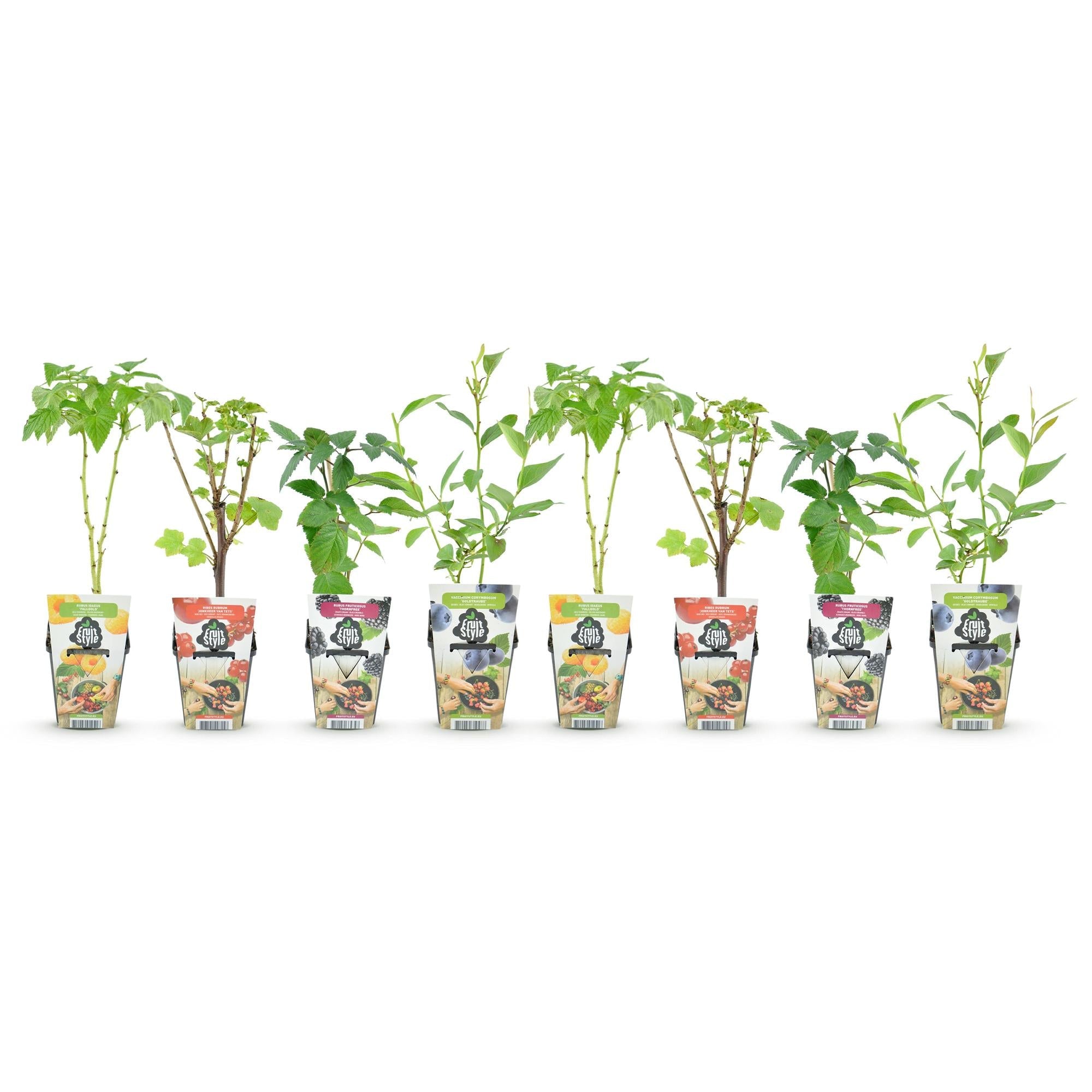 Obstpflanzen Set 8 Pflanzen Höhe 30cm Ø9cm – Rote Johannisbeere Gelbe Himbeere Schwarze Brombeere Blaubeere – winterhart