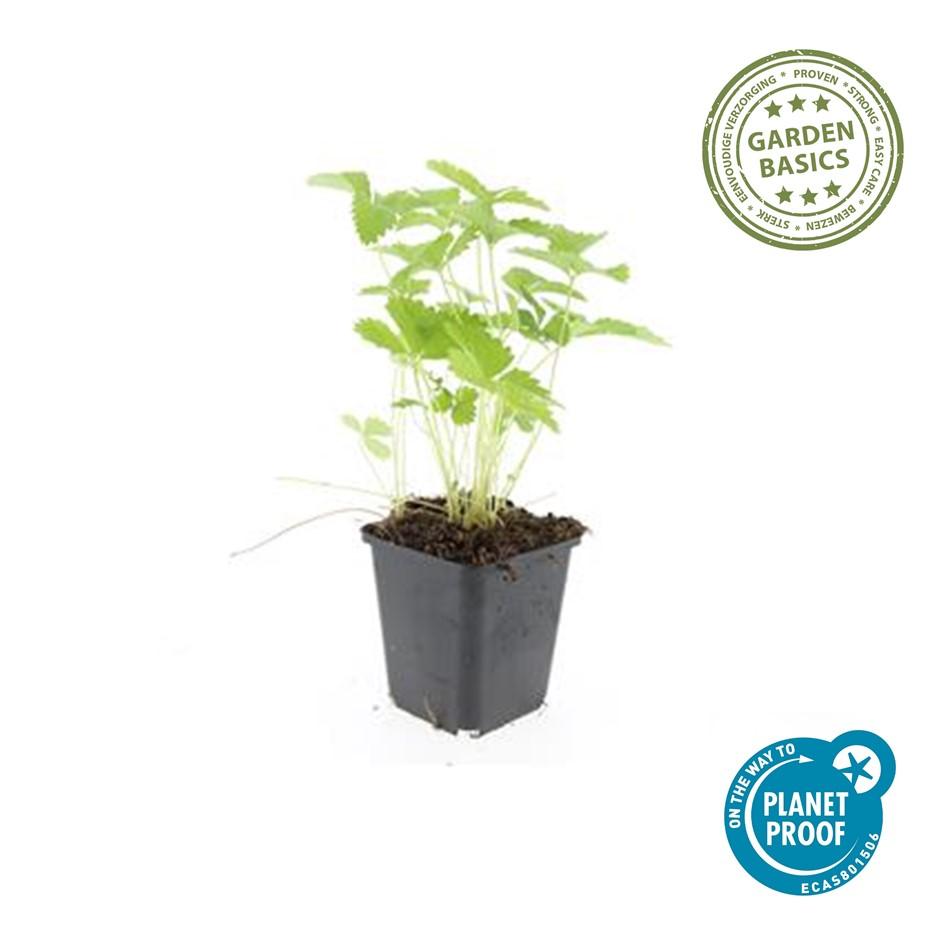 Wald – Erdbeere – Fragaria vesca – ↑10-25cm – Ø9cm – Bodendecker & Früchte, pflegeleicht, süße essbare Beeren – Plant