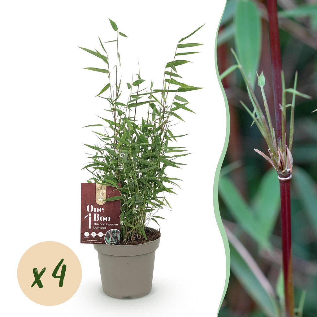 Bambus Fargesia Red Dragon – Immergrün – Nicht ausbreitend – Mit roten Stängeln – Für Hecke, Garten & Terrasse – Ø14cm Höhe ca. 35cm – Plant