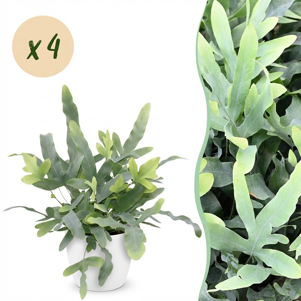 Phlebodium aureum Blue Star 4er Set Pflanzen Mit Weißem Topf Ø12cm Höhe ca.25cm Blauer Farn Haustierfreundlich Pflegeleicht Für Zimmer Büro &