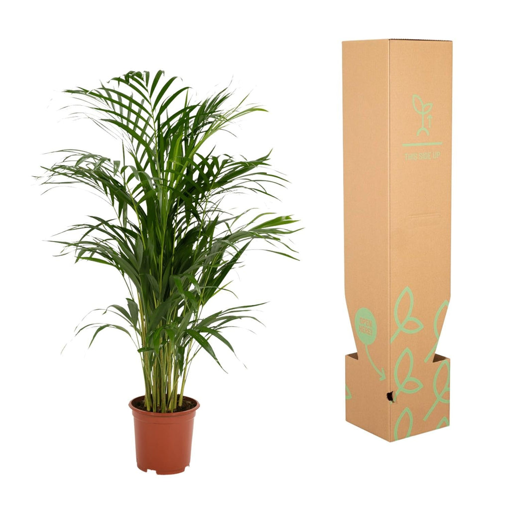 Areca – Palme – Dypsis lutescens – Ø17cm x ↕70cm – Goldpalme als tropische Zimmerpflanze – Luftreinigend, pflegeleicht & dekorativ – Plant