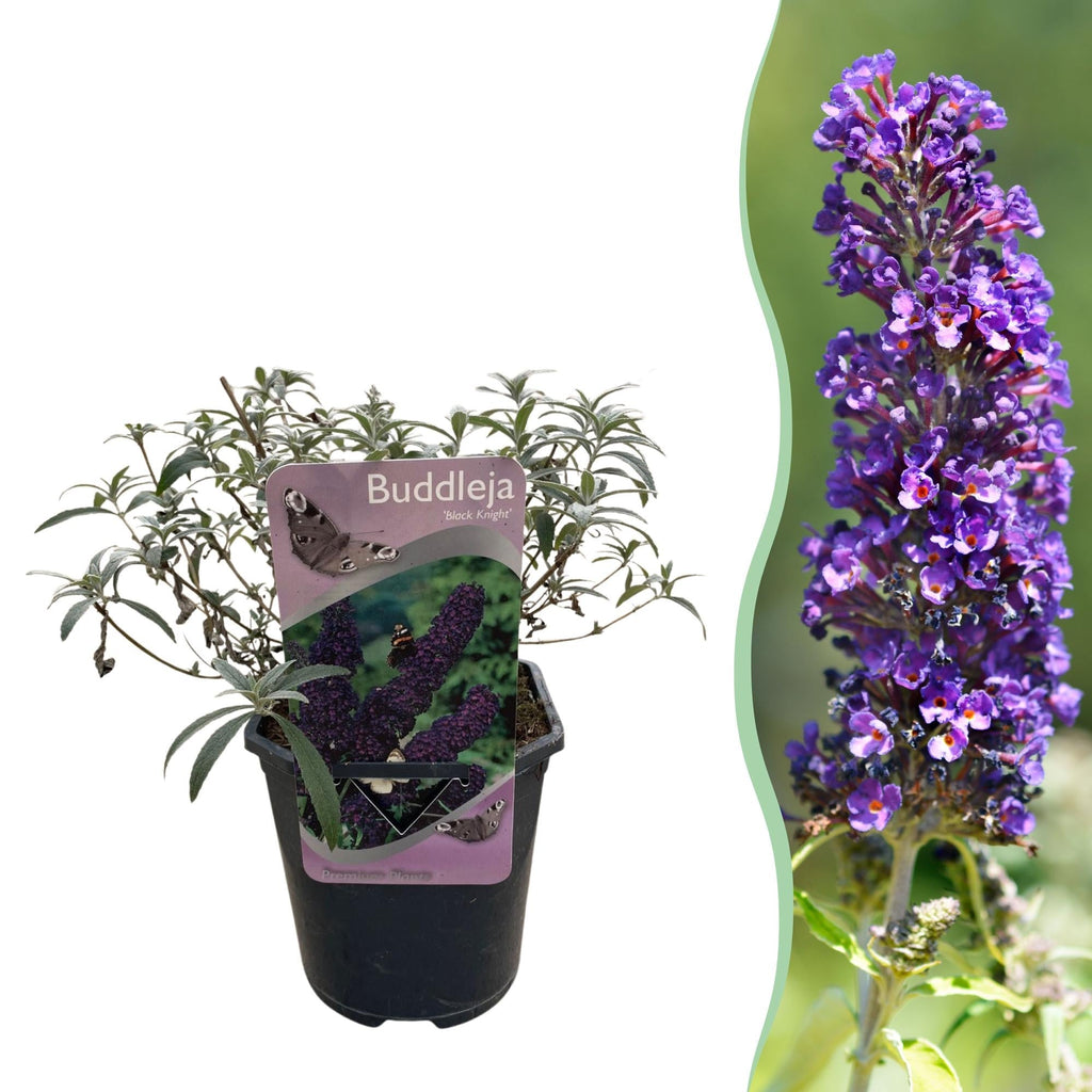 Schmetterlingsstrauch Buddleja davidii Purple Emperor – Blüte Lila – Schmetterlingsanziehend – 17cm Höhe 25cm – Pflegeleicht & Sonnentolerant – Plant