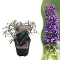Schmetterlingsstrauch Buddleja davidii Purple Emperor – Blüte Lila – Schmetterlingsanziehend – 17cm Höhe 25cm – Pflegeleicht & Sonnentolerant – Plant