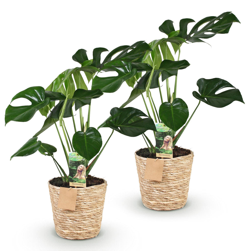 Monstera Deliciosa 2er Set inkl. Naturkorb – Zimmerpflanzen 50-55cm – Topf 17cm – Fensterblatt Grün