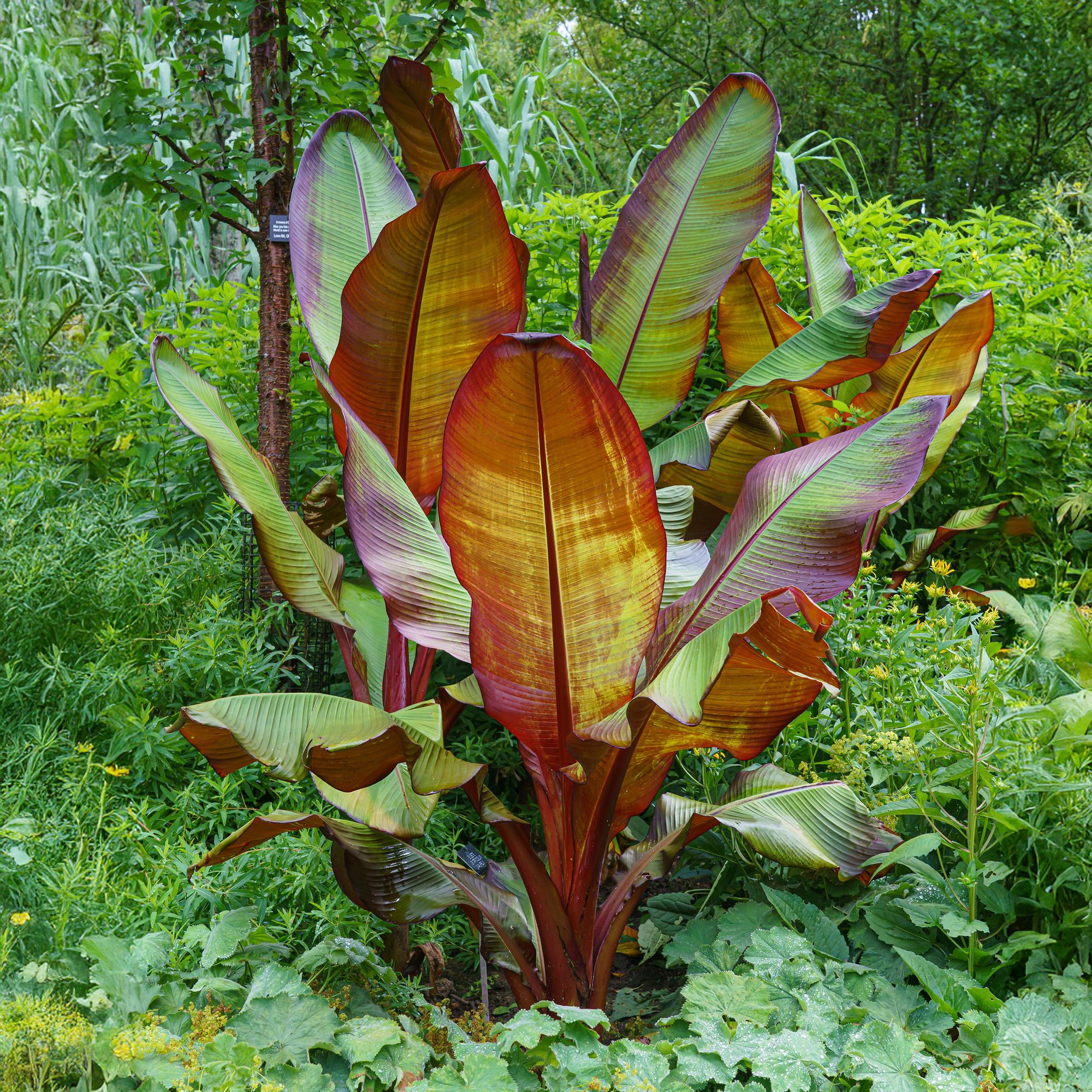 Bananenpflanze Ensete ventricosum Maurelli – Winterhart – Obstpflanze – Ø17cm, Höhe ca. 40cm – Plant