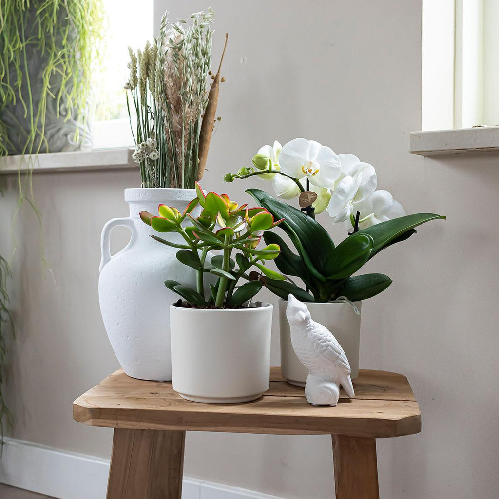 Simplicity Blumentopf Weiß – Ø9cm – Blumentopf für kleine Zimmerpflanzen, Sukkulenten & Kräuter – Plant