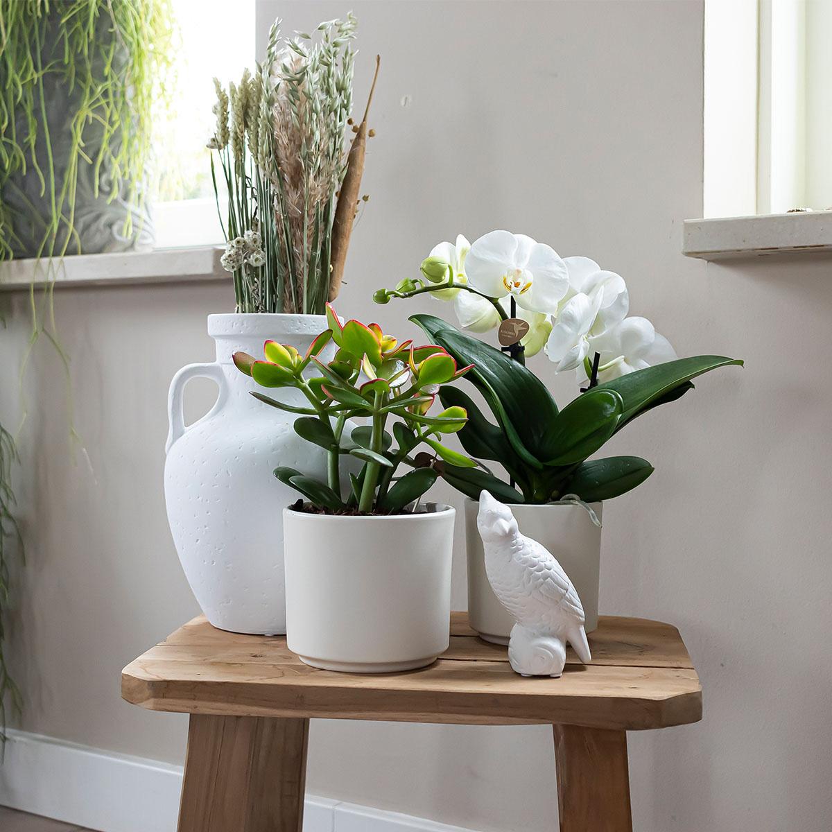 Simplicity Blumentopf Weiß – Ø9cm – Blumentopf für kleine Zimmerpflanzen, Sukkulenten & Kräuter – Plant