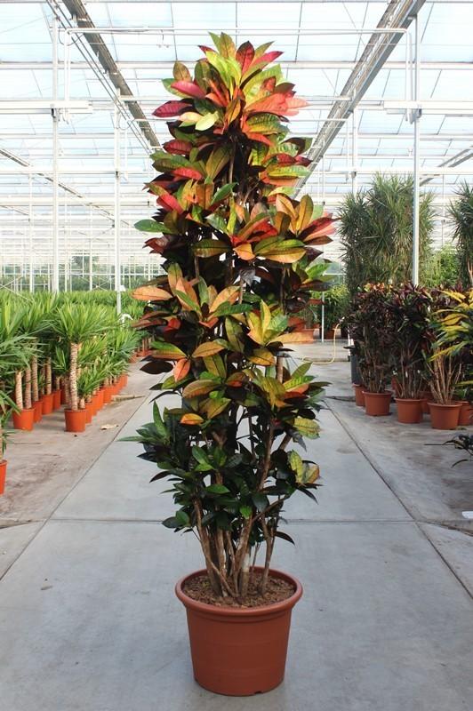 Codiaeum Iceton – Kroton Zimmerpflanze 230cm – XXL Grünpflanze mit bunten Blättern – Tropische Großpflanze für Wohnzimmer Büro & Wintergarten – Plant