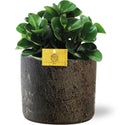 Zwergpfeffer – Peperomia Burning Bush – Ø15cm – ↕25cm – Zimmerpflanze mit rötlich schimmernden Blättern – inkl. Übertopf – Pflegeleicht & ungiftig – Plant