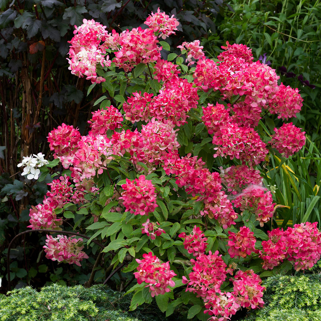 Rispenhortensie – Hydrangea panniculata Pink Diamond – Blüte Weiß – Rosa – Laubabwerfend – Große Blüten – 17cm – Höhe ca. 50cm – Plant