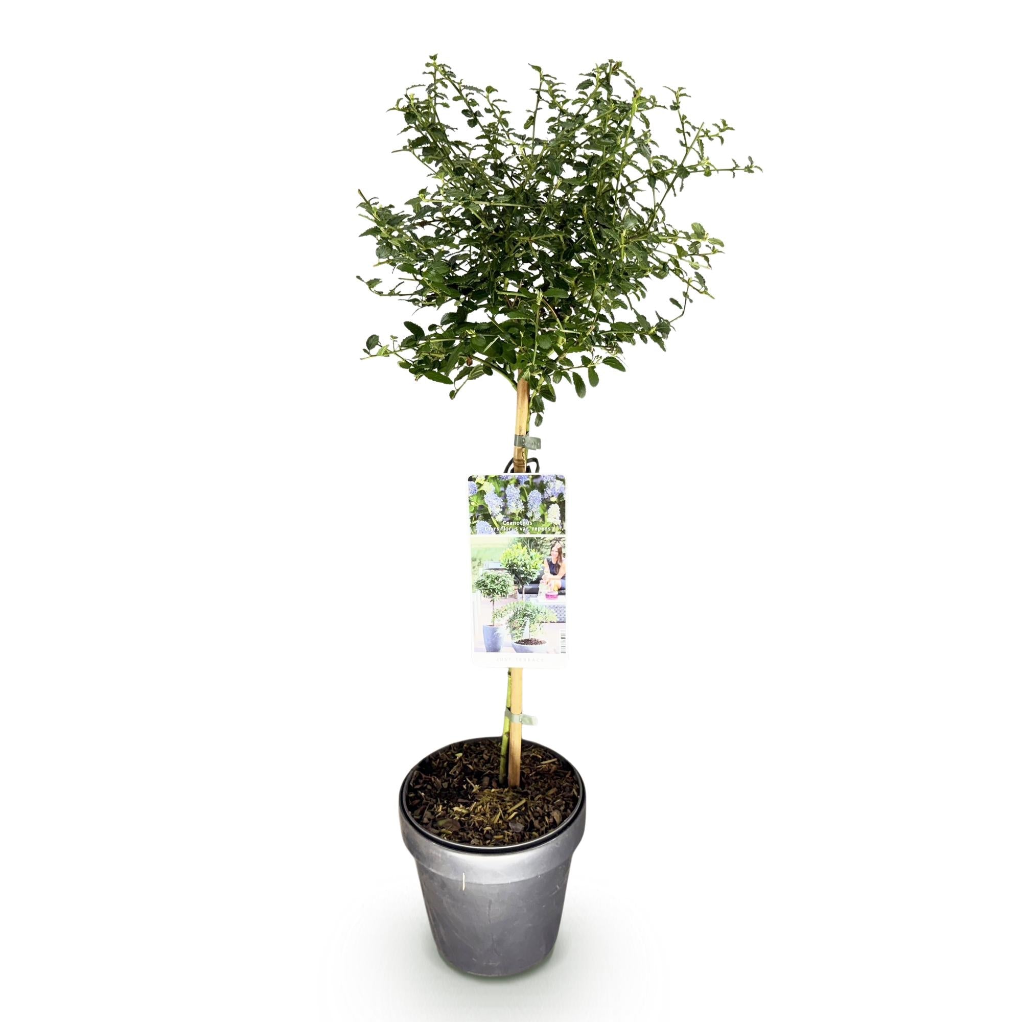 Kalifornischer Flieder Ceanothus thyrsiflorus Repens Ø19cm Höhe90cm – Immergrüner Zierstrauch mit blau – lila Blüten – Plant