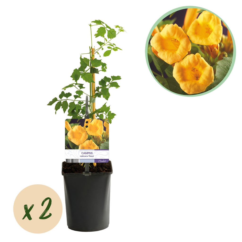 Trompetenblume Campsis radicans ‘Flava’ – 2 Pflanzen – Gelbblühende Kletterpflanze – Schnellwüchsig & pflegeleicht – Ideal für Zaun, Wand & Pergola – Plant