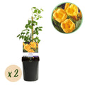 Trompetenblume Campsis radicans ‘Flava’ – 2 Pflanzen – Gelbblühende Kletterpflanze – Schnellwüchsig & pflegeleicht – Ideal für Zaun, Wand & Pergola – Plant