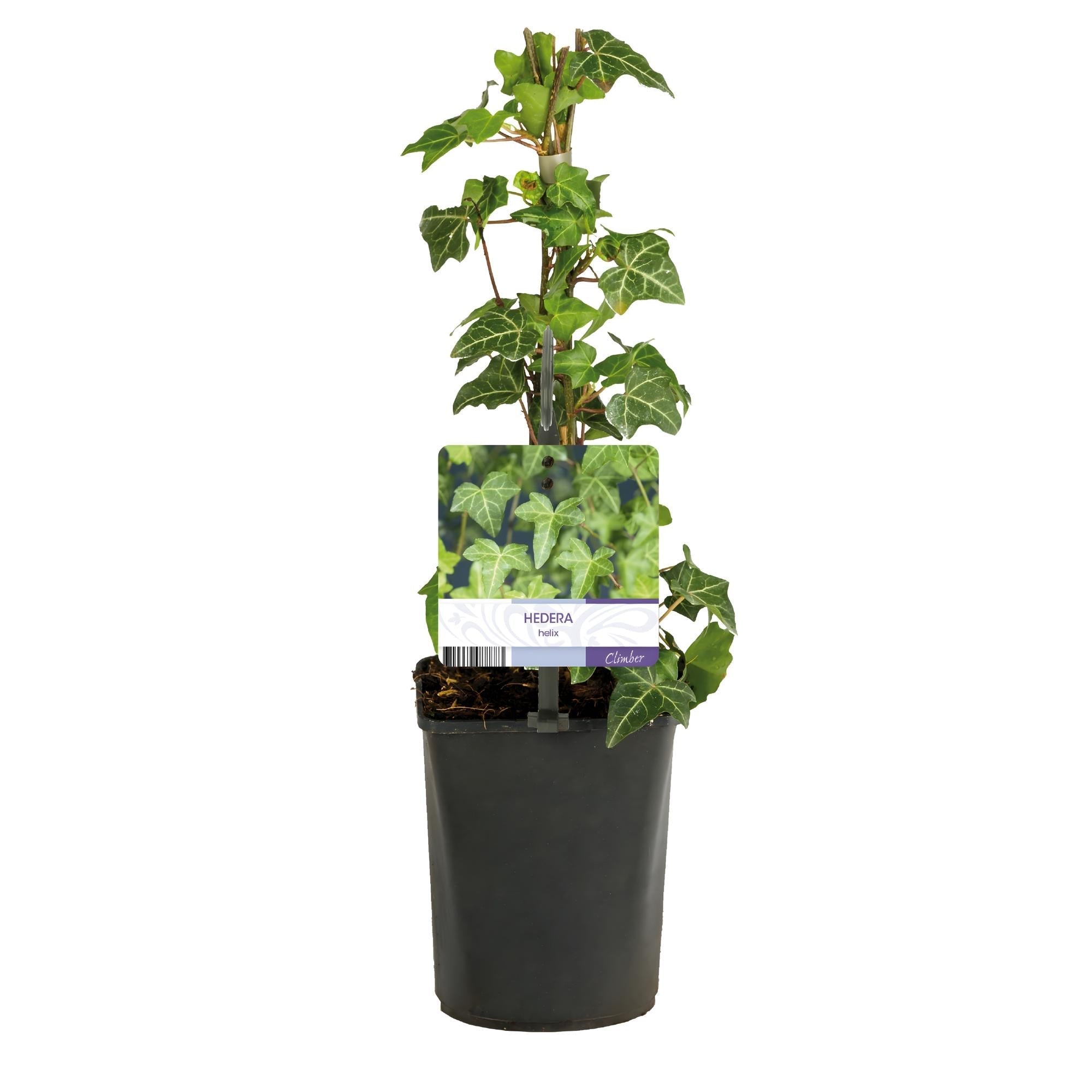 Kletterpflanze Hedera helix – Immergrün – Grüne Blätter – 11cm x H40cm – Pflegeleicht – Für Garten, Balkon & Innenräume – Plant