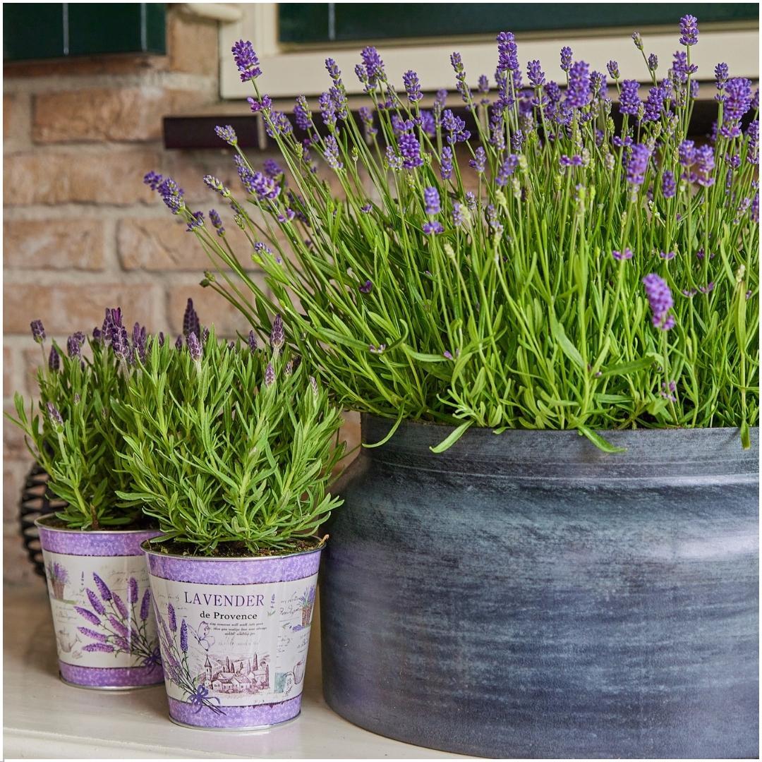 Echter Lavendel Lavandula angustifolia Felice – 3 Pflanzen im Dekotopf Lavender Print Ø13cm – Duftender & winterharter Lavendel – Plant