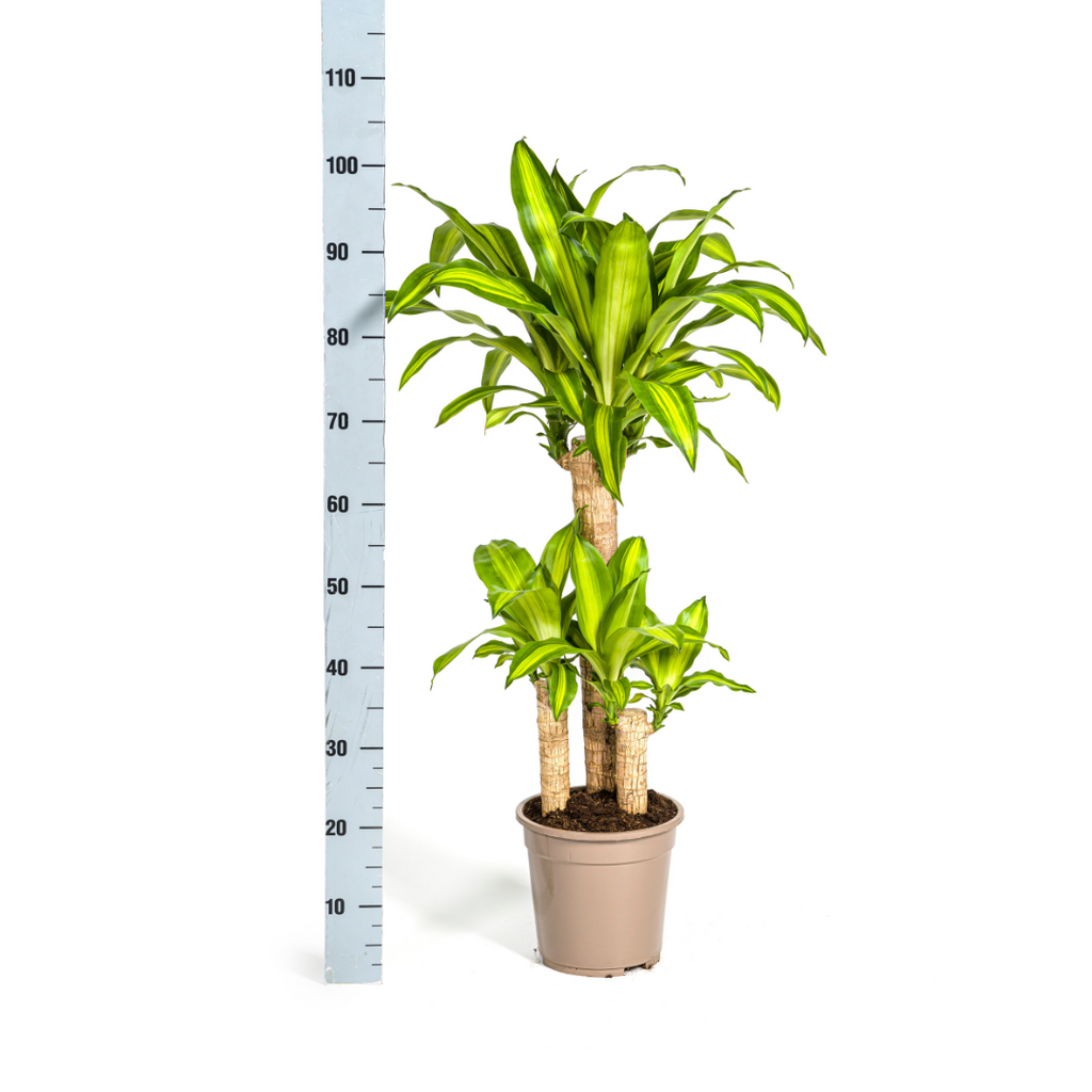 Drachenbaum – Dracaena Fragrans Massangeana – Zimmerpflanze – Tropisches Flair – Luftreinigend – Ø21cm – Höhe 90-110cm – Pflegeleicht – Plant
