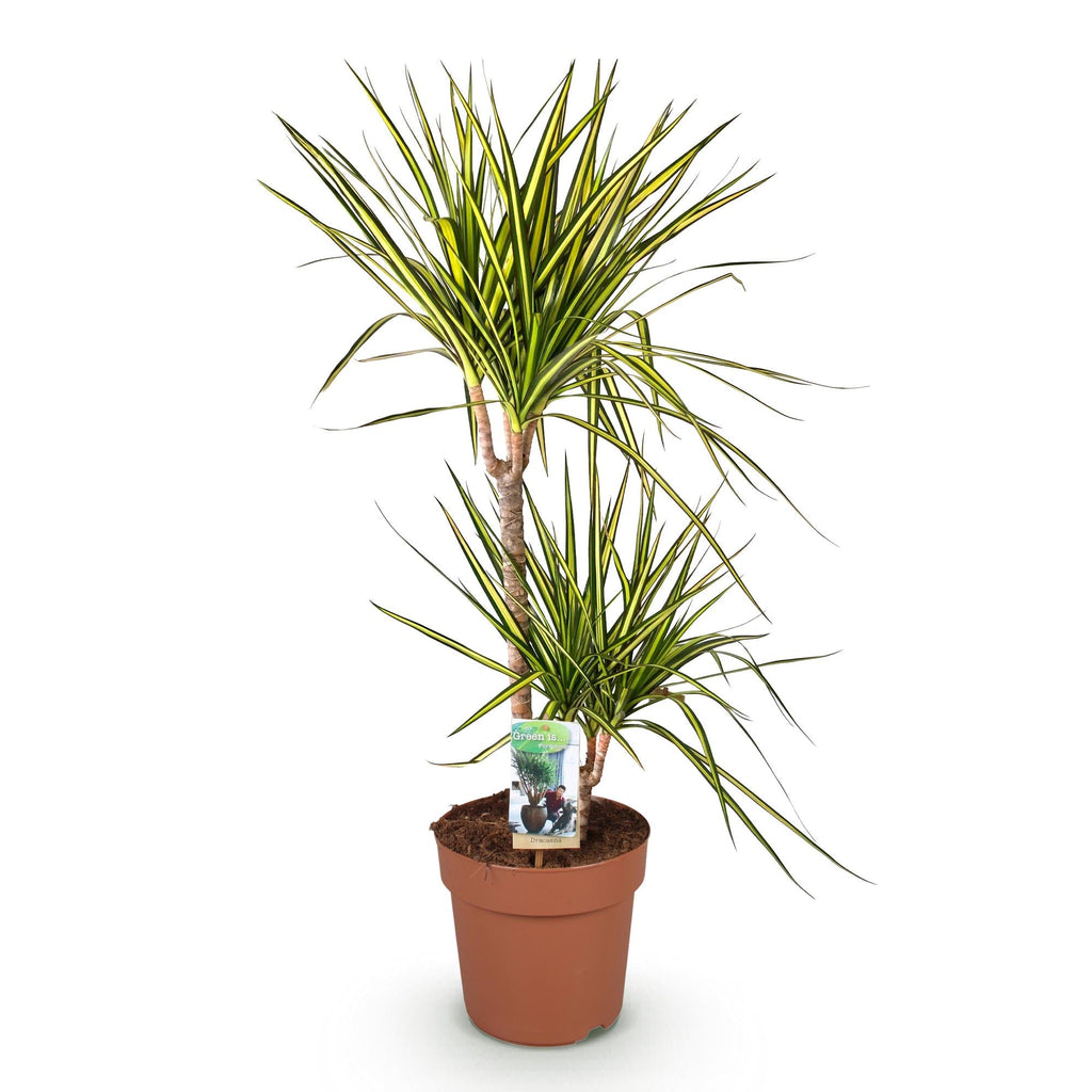 Dracaena Sunray – 90-100cm – 21cm – Pflegeleichter Drachenbaum in Grün – Gelb – Farbenfrohe Zimmerpflanze für Wohnzimmer, Büro & Eingangsbereich – Plant