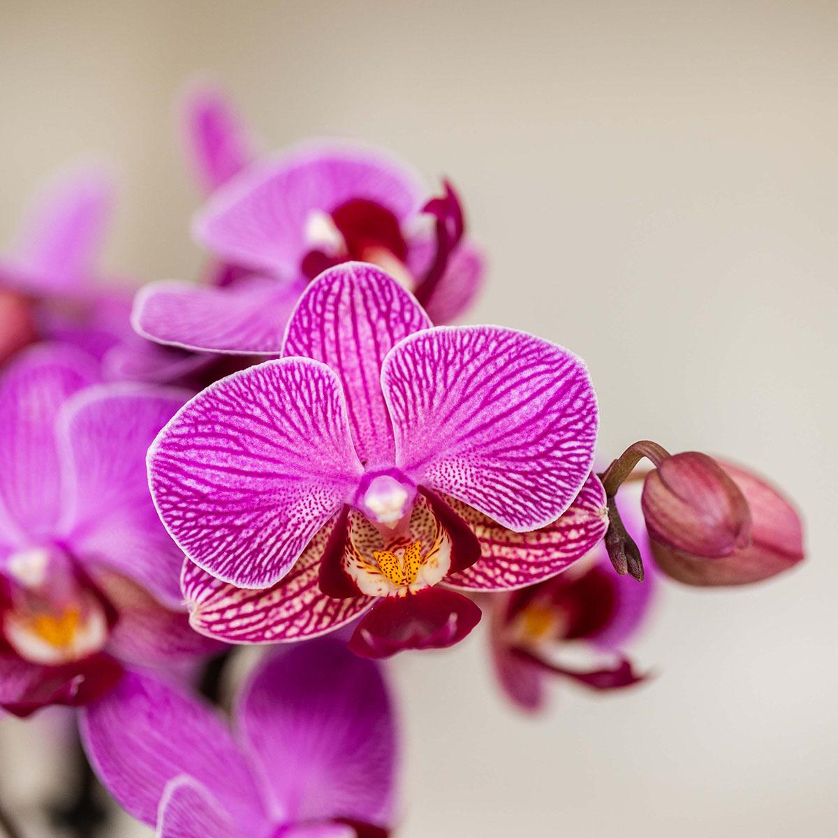 Violette Vienna Orchidee im Bloom Übertopf Ø9cm – blühende Zimmerpflanze frisch vom Züchter – kompakte Orchidee mit 2-3 kräftigen Stielen
