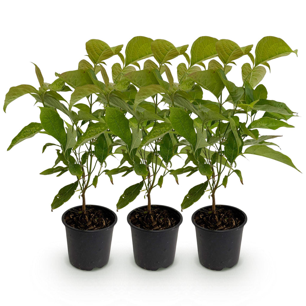 Kornelkirsche Cornus mas – 3 Pflanzen – 12cm – Höhe ca. 35cm – Laubabwerfender Hartriegel mit gelben Frühjahrsblüten & essbaren Früchten