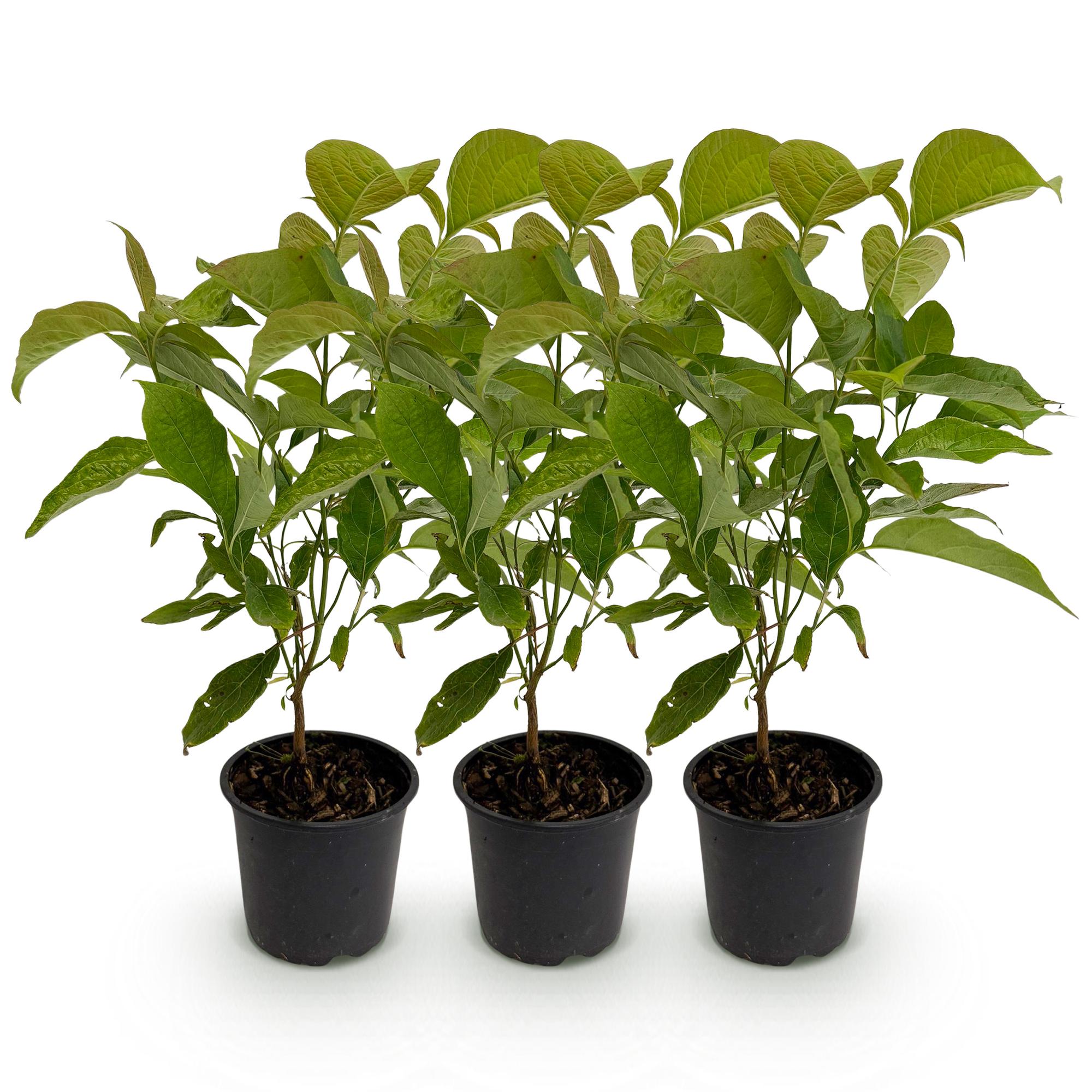 Kornelkirsche Cornus mas – 3 Pflanzen – 12cm – Höhe ca. 35cm – Laubabwerfender Hartriegel mit gelben Frühjahrsblüten & essbaren Früchten
