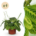 Maranta Fascinator Lemon Lime – 4 Pflanzen Set – Ø12cm Höhe 30-35cm – Gebetspflanze mit leuchtender Blattzeichnung – Haustierfreundliche Zimmerpflanze