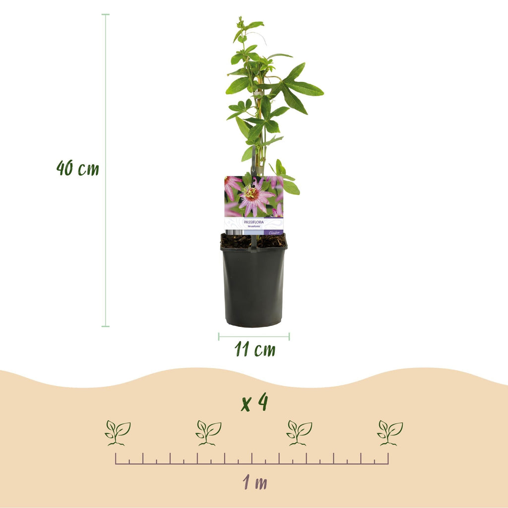 Passionsblume Passiflora Anastasia – 2 Pflanzen 11cm – ca. 40cm hoch – Exotische Kletterpflanze mit rosa Blüten – Pflegeleicht & dekorativ – Plant