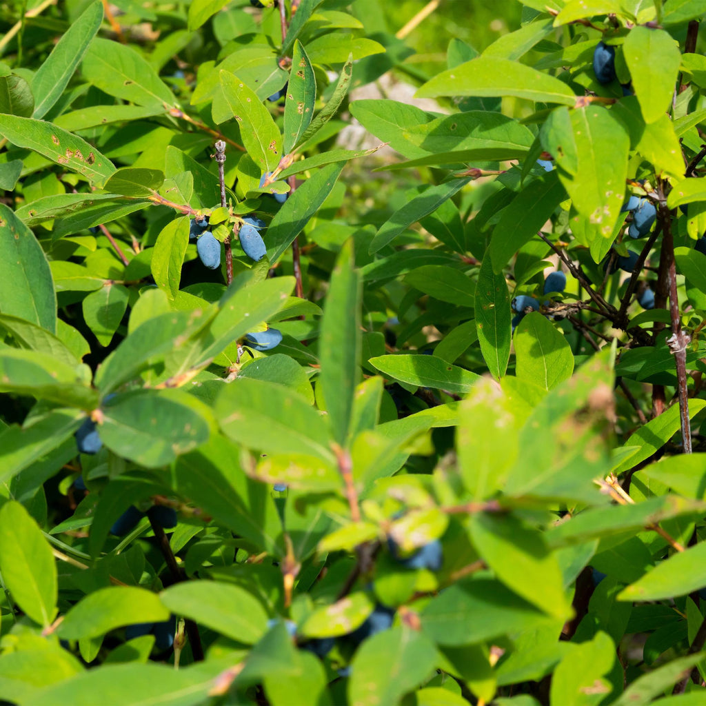 Lonicera caerulea Kamchatika – 2 Pflanzen 15cm – ca. 50cm hoch – Honigbeere / Blaue Geißblatt – Beere – Obstpflanze mit essbaren Früchten – Plant