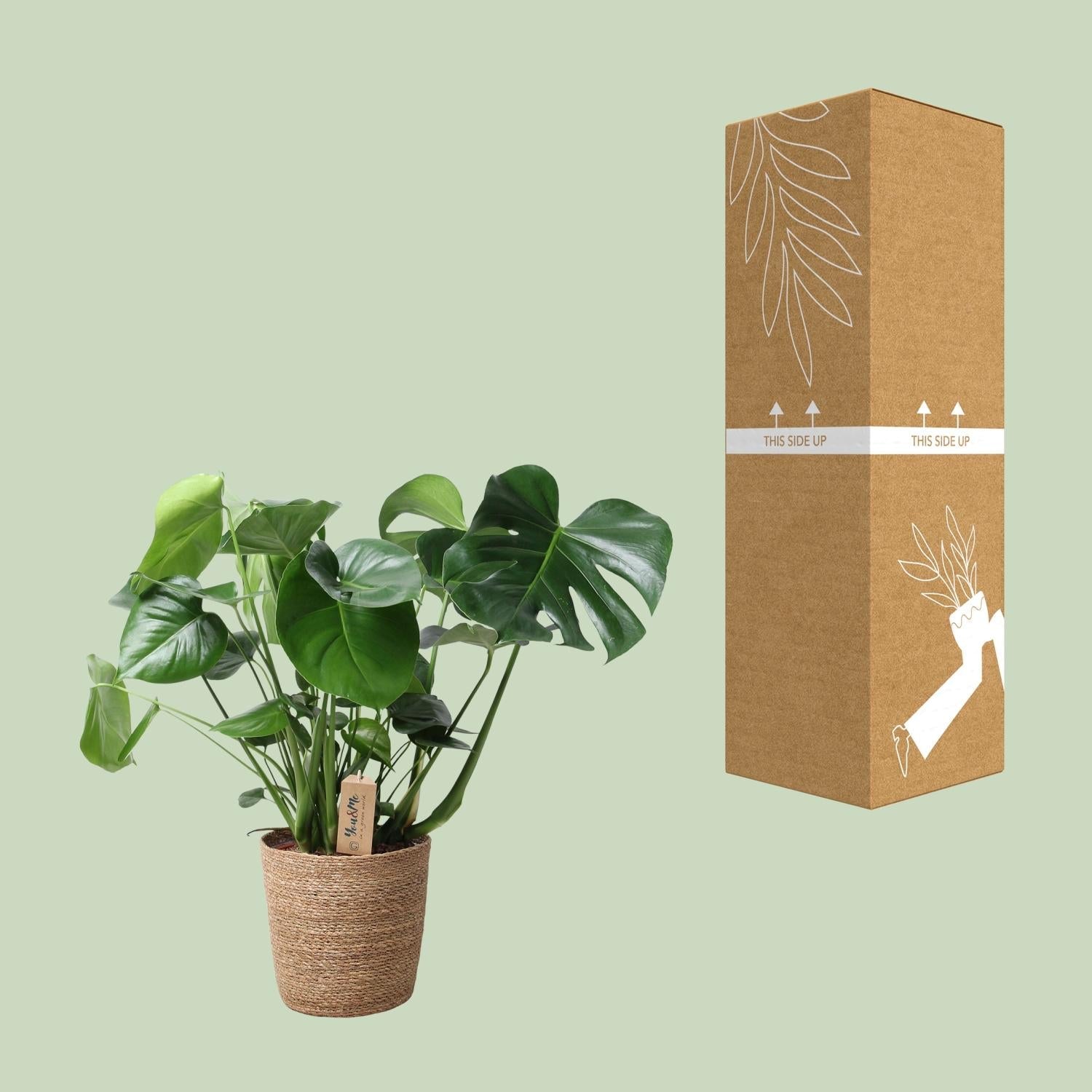 Monstera In Natural Basket – Ø21cm – ↕60cm – Pflegeleichte Zimmerpflanze mit charakteristischem Fensterblatt – Im natürlichen Flechtkorb – Luftreinigend & dekorativ – Plant