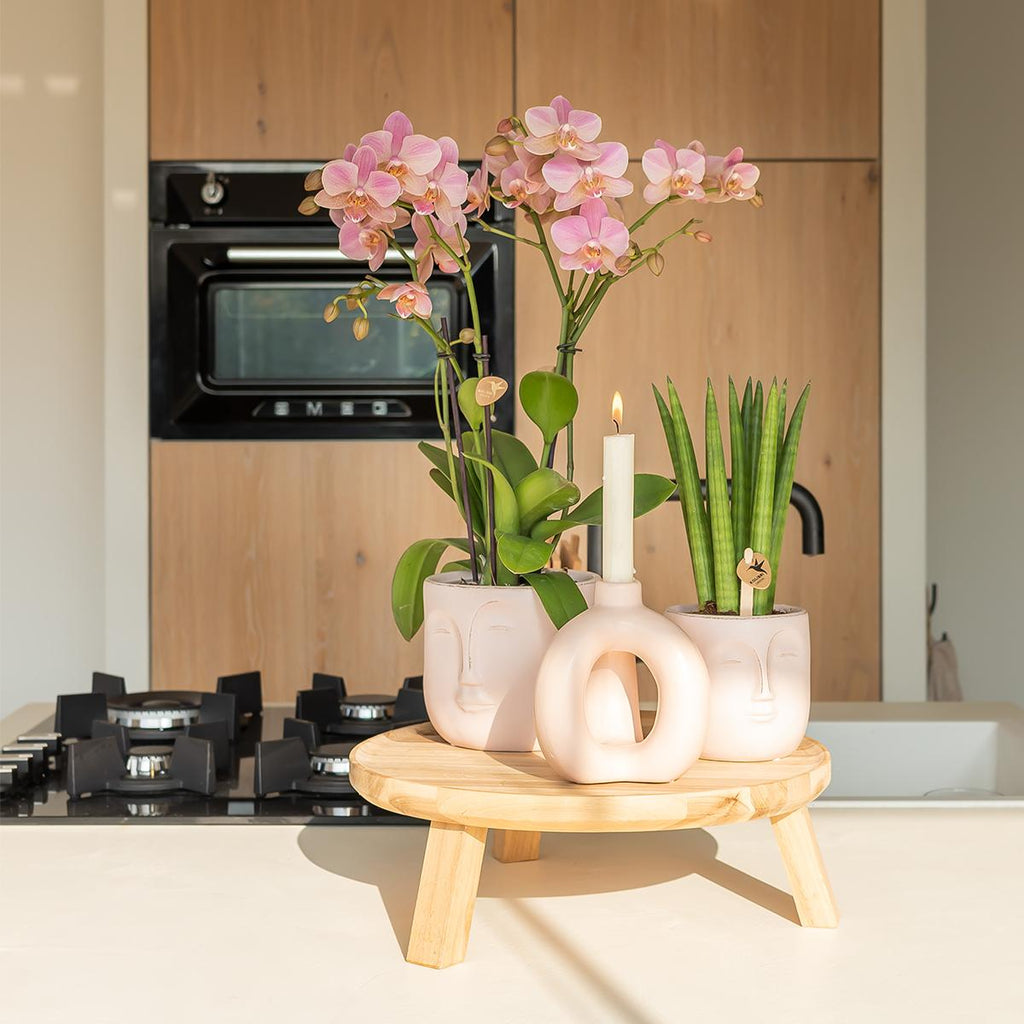 Phalaenopsis Orchidee – Treviso Altrosa – Ø9cm – Blühende Zimmerpflanze – Elegante Deko-Orchidee – Frisch vom Züchter – Plant