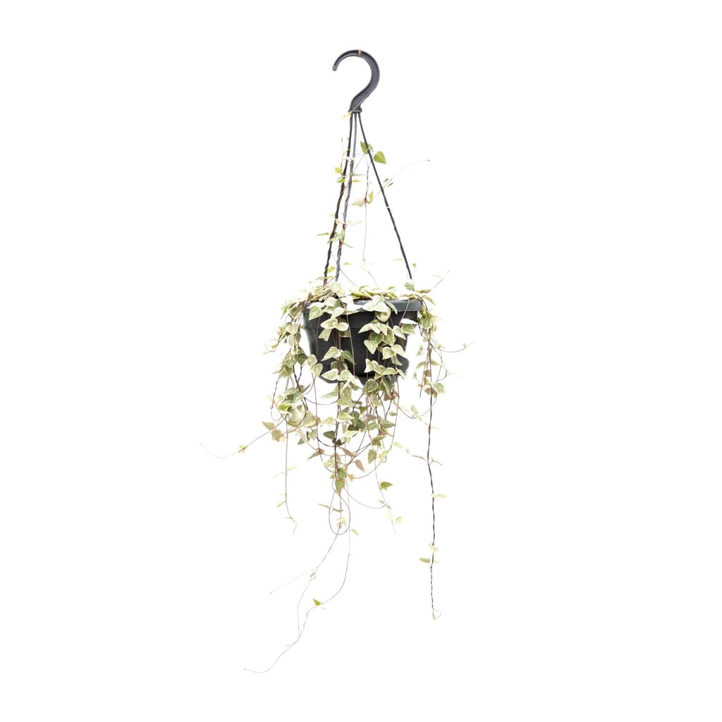 Leuchterblume Ceropegia woodii ssp. woodii – String of Hearts – Hängende Zimmerpflanze – Ø14cm ↕50cm – Pflegeleicht & dekorativ – Plant