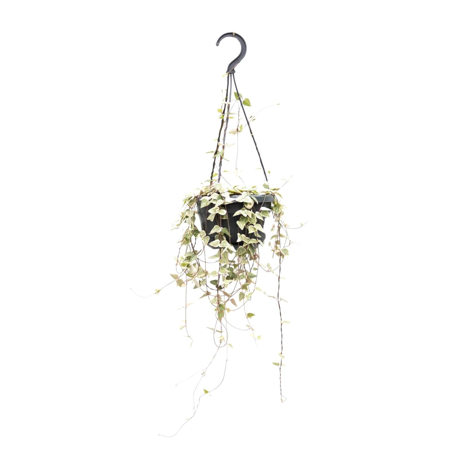 Leuchterblume Ceropegia woodii ssp. woodii – String of Hearts – Hängende Zimmerpflanze – Ø14cm ↕50cm – Pflegeleicht & dekorativ – Plant