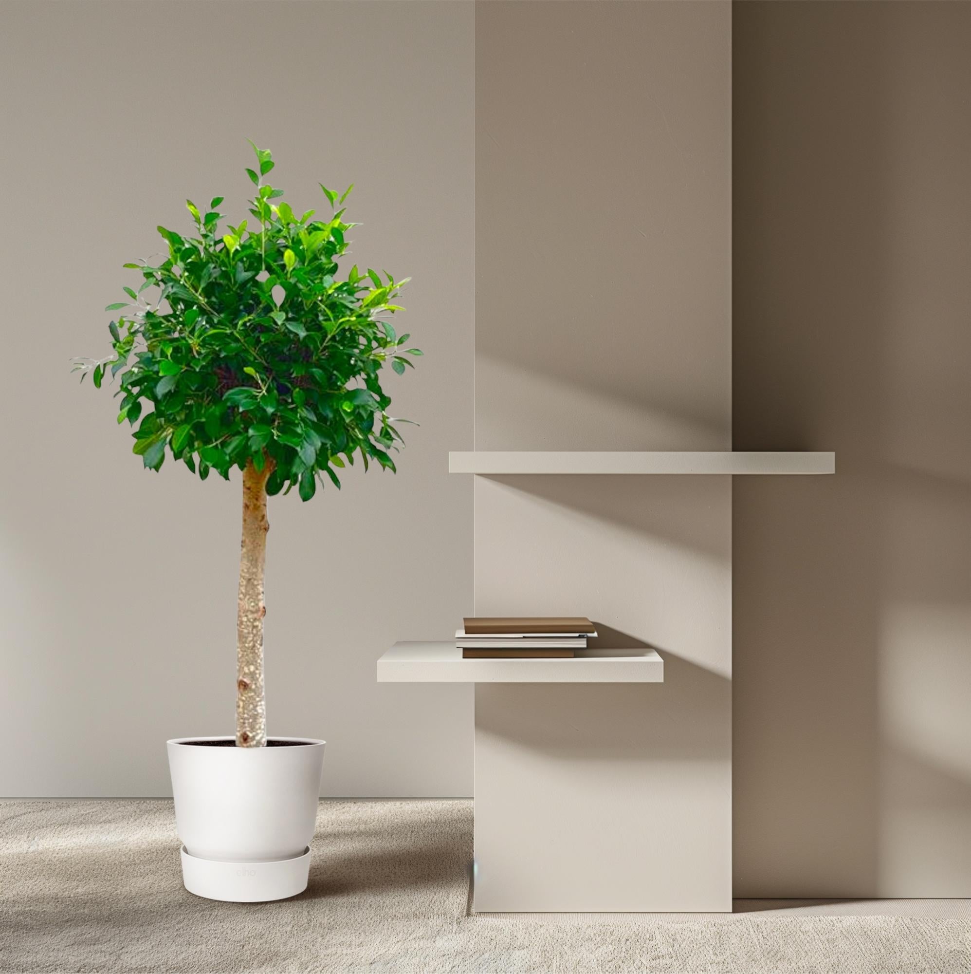 Ficus Nitida – ca. 150cm Höhe – Immergrüne Zimmerpflanze mit dichter Krone – Topfgröße Ø30cm – Elegante Innenraum – Luftreinigend & pflegeleicht – Plant