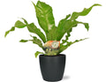 Nestfarn – Asplenium Nidus – Ø17cm 60cm hoch – Zimmerpflanze inkl. Übertopf – Luftreinigend, pflegeleicht & dekorativ – Plant