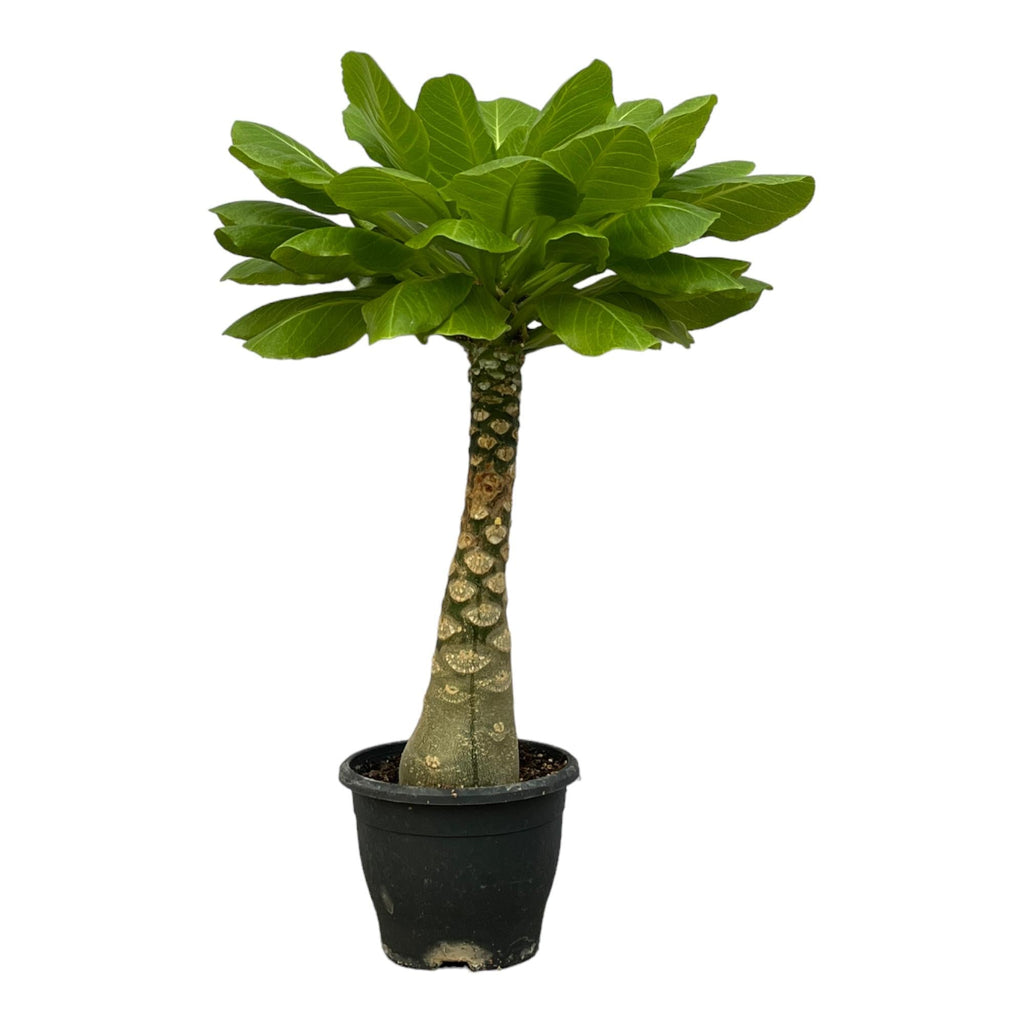 Vulkanpalme Brighamia insignis – Zimmerpflanze 25cm hoch – Ø12cm – Tropische Rarität mit glänzenden Blättern – Pflegeleicht & dekorativ – Plant