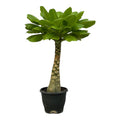 Vulkanpalme Brighamia insignis – Zimmerpflanze 25cm hoch – Ø12cm – Tropische Rarität mit glänzenden Blättern – Pflegeleicht & dekorativ – Plant