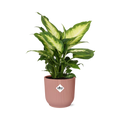 Dieffenbachia ‘Camilla’ – Zimmerpflanze im 14cm – Luftreinigende tropische Zimmerpflanze – Pflegeleicht – Halbschatten geeignet
