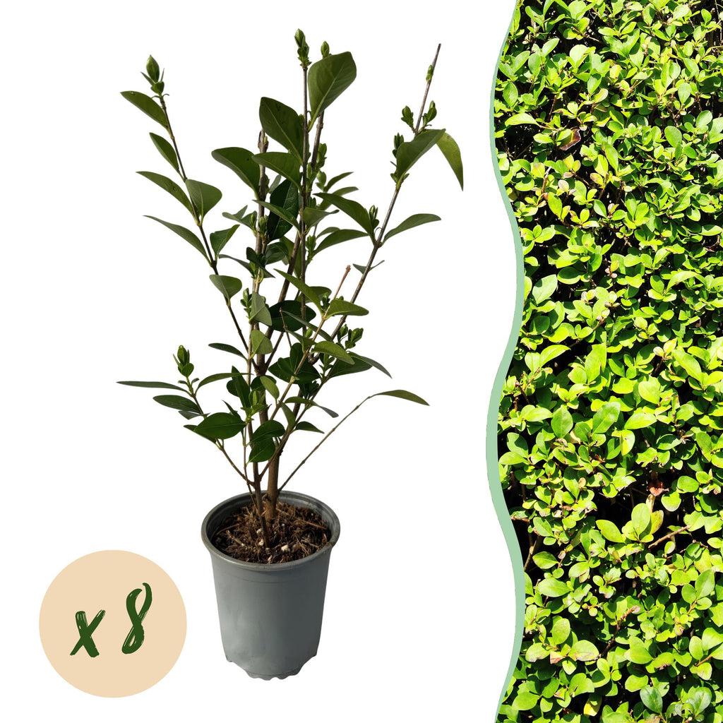 Ovalblättriger Liguster Ligustrum ovalifolium – Immergrüne Heckenpflanzen – 8 Pflanzen – 1m – 9cm Höhe 35-40cm – Grün – Pflegeleicht – Plant