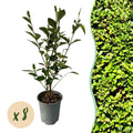 Ovalblättriger Liguster Ligustrum ovalifolium – Immergrüne Heckenpflanzen – 8 Pflanzen – 1m – 9cm Höhe 35-40cm – Grün – Pflegeleicht – Plant