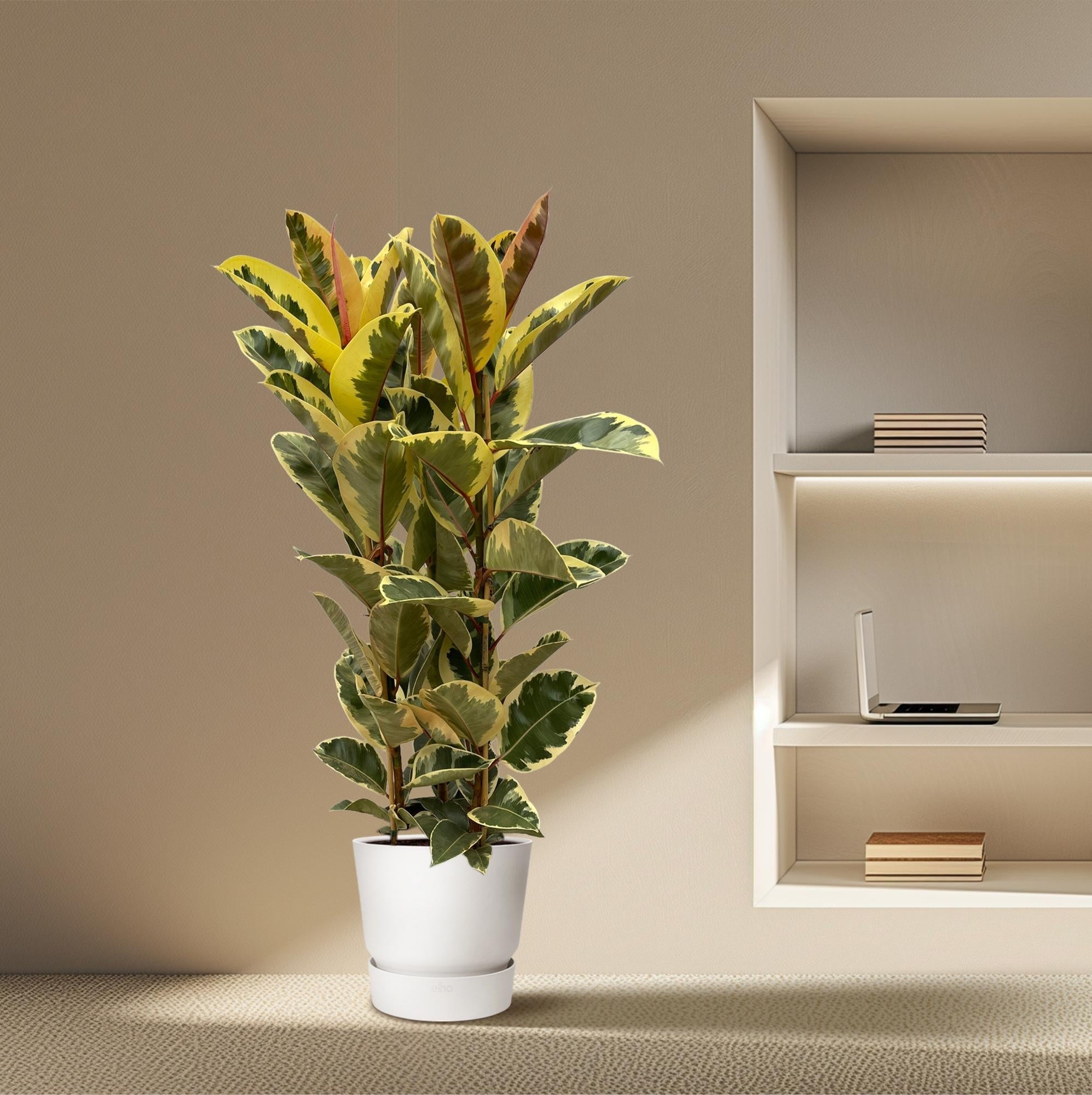 Ficus Elastica 'Tineke' – Gummibaum – Zimmerpflanze – Ø28cm – Höhe ca. 160cm – Großblättrige, pflegeleichte Pflanze – Für helle Innenräume & Büros – Plant