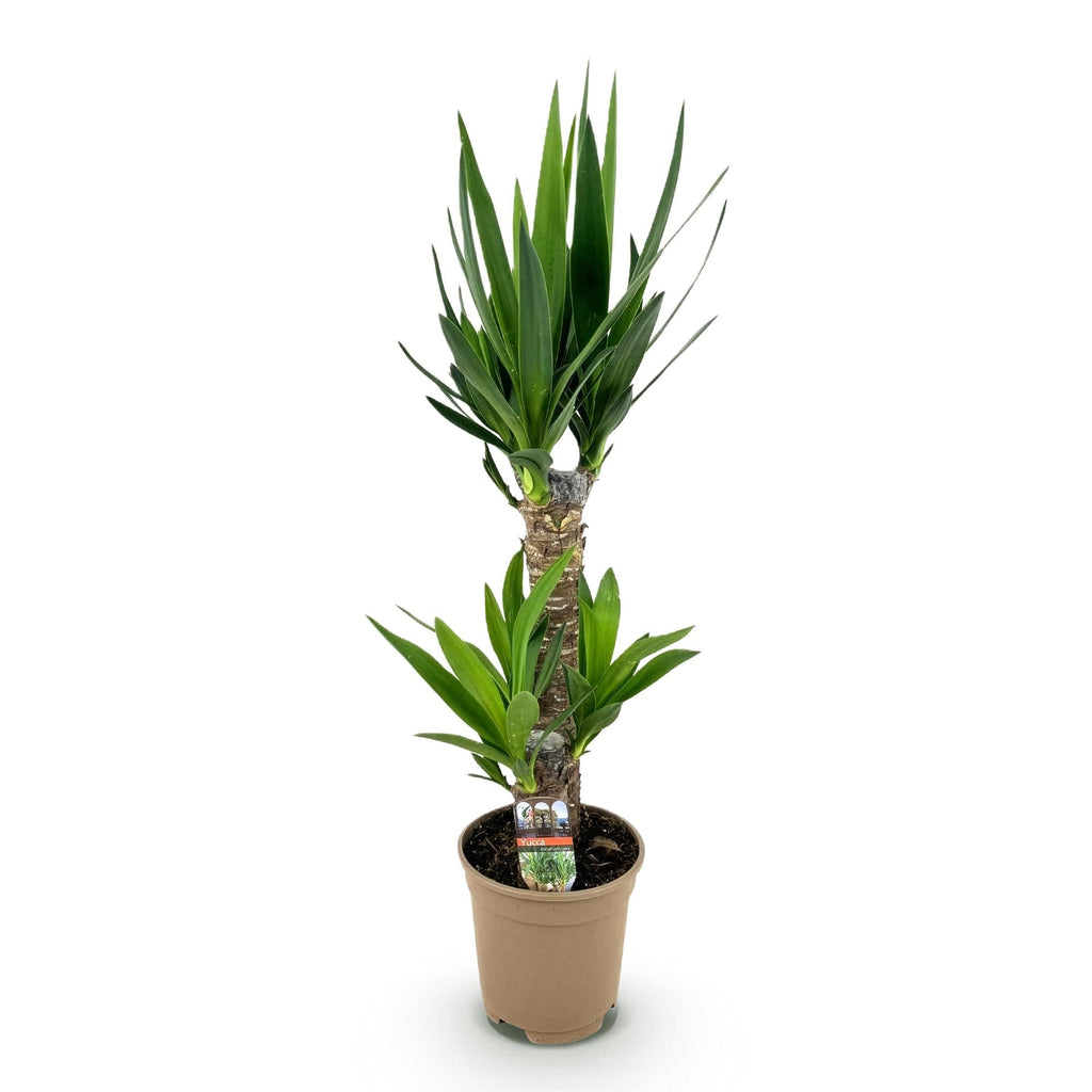 Palmlilie Yucca Elephantipes – 75cm – 17cm – Pflegeleichte Palmlilie mit schmalen, grünen Blättern – Plant