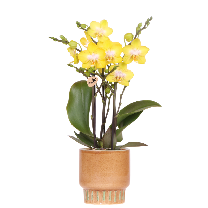 Gelbe Albenga Orchidee im Bold Cognac Übertopf Ø9cm – blühende Zimmerpflanze frisch vom Züchter – sonnengelbe Orchidee als Deko – Highlight