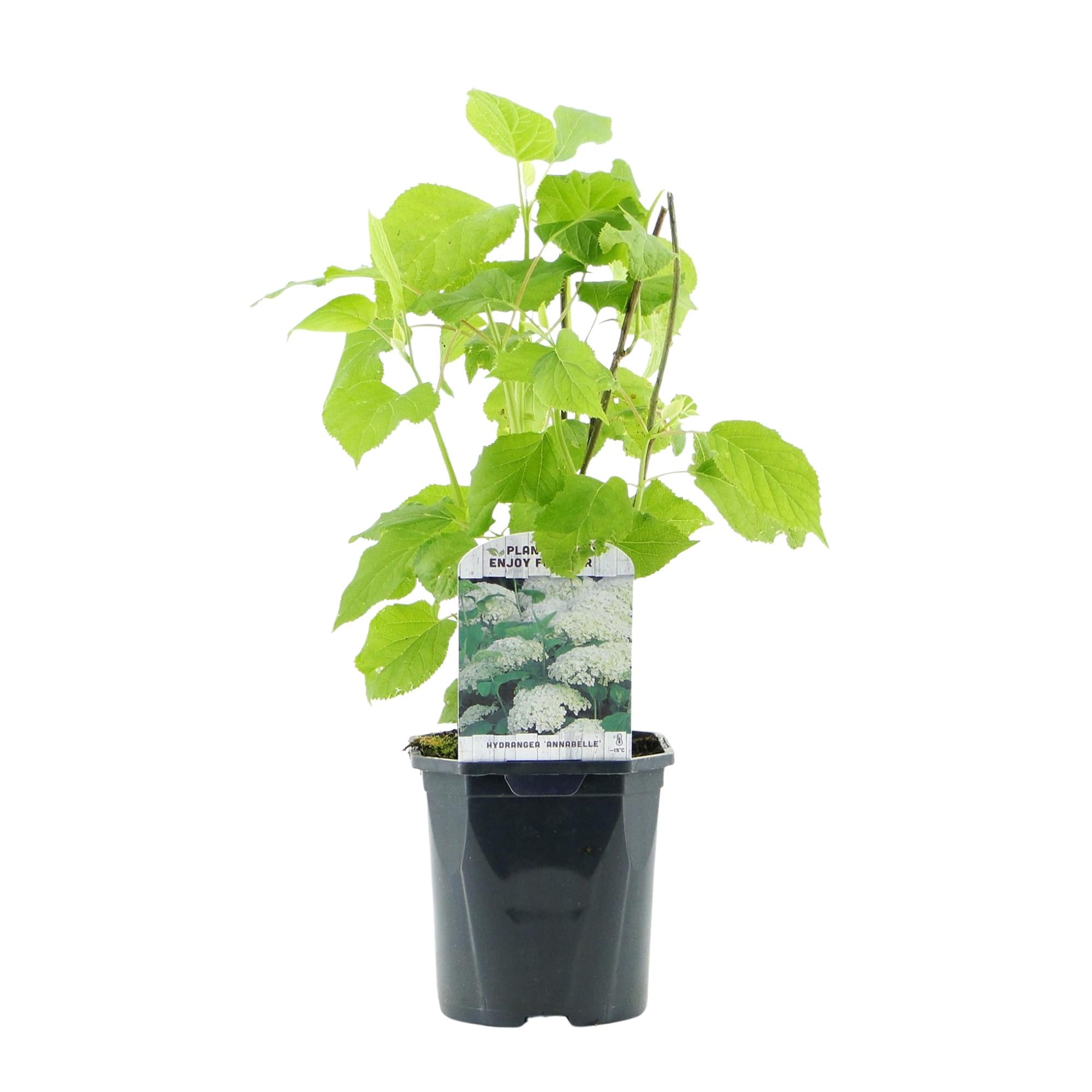 Rispenhortensie – Hydrangea arborescens Annabelle – Blüte Weiß – Große Blüten – 17cm Höhe 50cm – Winterhart & pflegeleicht für Beet & Kübel – Plant