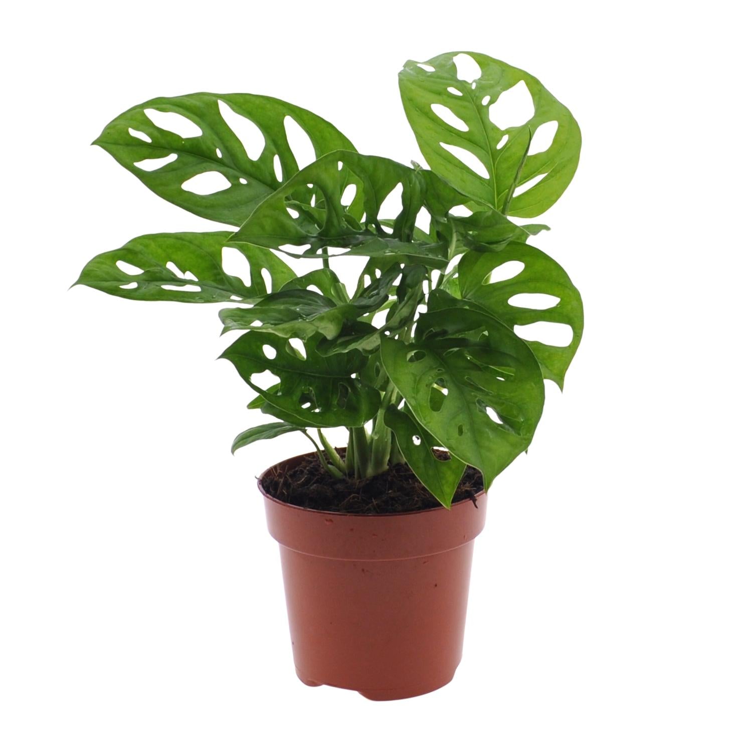 Monstera Monkey Leaf – Fensterblatt – Ø12cm – ↕30cm – Pflegeleichte Lochpflanze mit dekorativem Blattmuster – Luftreinigend & dekorativ – Plant