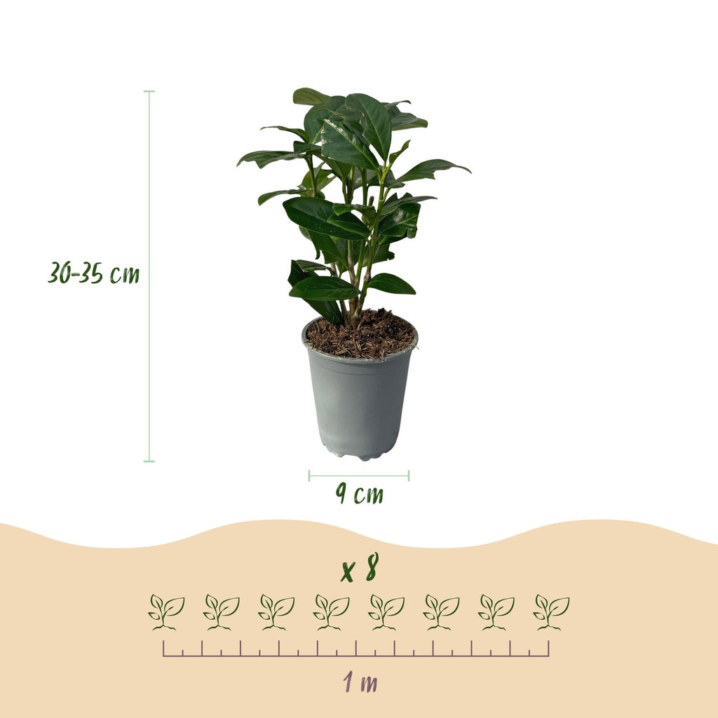 Kirschlorbeer Prunus laurocerasus Novita – Immergrüne Heckenpflanzen – 8 Pflanzen – 1m – 9cm Höhe 30-35cm – Grün – Pflegeleicht – Plant