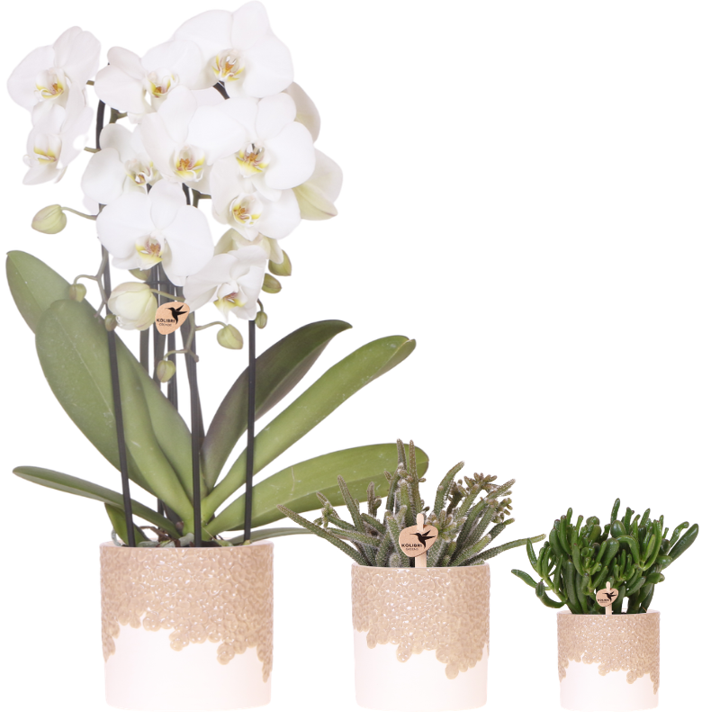 Pflanzenset 3 – teilig – weiße Niagara Falls Orchidee 12cm + 2 Sukkulenten inkl. Übertöpfe – Bloom Sand 6cm, 9cm, 12cm