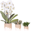 Pflanzenset 3 – teilig – weiße Niagara Falls Orchidee 12cm + 2 Sukkulenten inkl. Übertöpfe – Bloom Sand 6cm, 9cm, 12cm