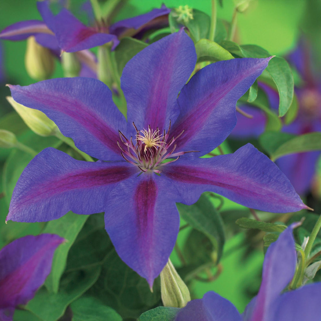 Kletterpflanze Clematis Mrs. N. Thompson – Lila Blüten – Wenig Pflege – 2 Pflanzen – 11cm Höhe 40cm – Für Garten, Balkon & Pergolen – Plant