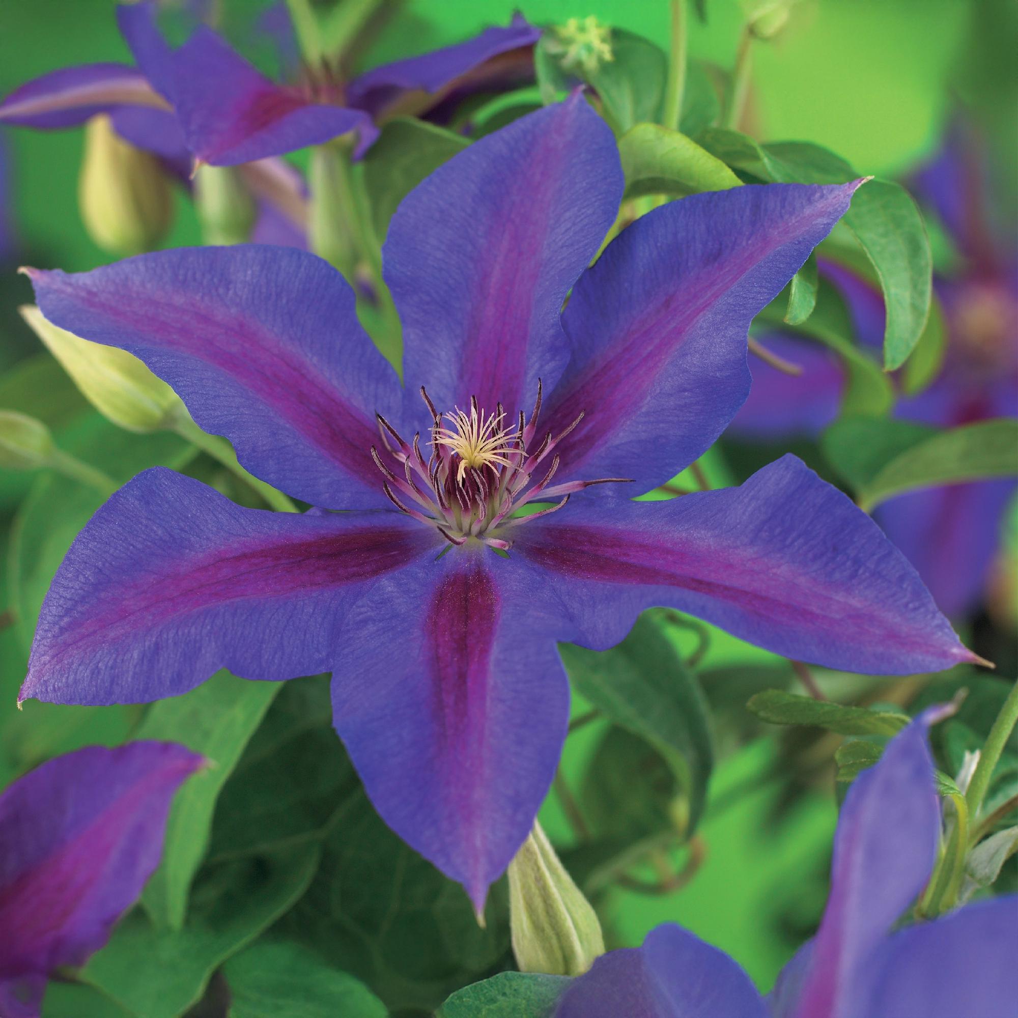 Kletterpflanze Clematis Mrs. N. Thompson – Lila Blüten – Wenig Pflege – 2 Pflanzen – 11cm Höhe 40cm – Für Garten, Balkon & Pergolen – Plant