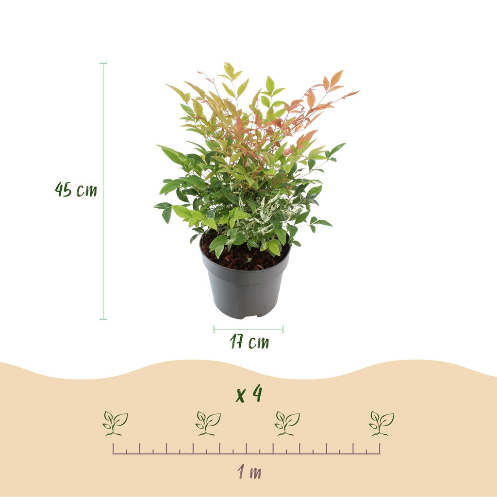 Heiliger Bambus Nandina Twilight – 17cm Höhe ca.45cm – Immergrün & farbwechselnd – Bunt rosa Laub – Pflegeleichter dekorativer Zierstrauch – Plant