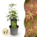 Ahornbaum Acer palmatum Seiryu – 3 Pflanzen – 12cm – Höhe ca. 35cm – Pflegeleichter japanischer Ahorn mit tiefgrünem, fein geschnittenem Laub